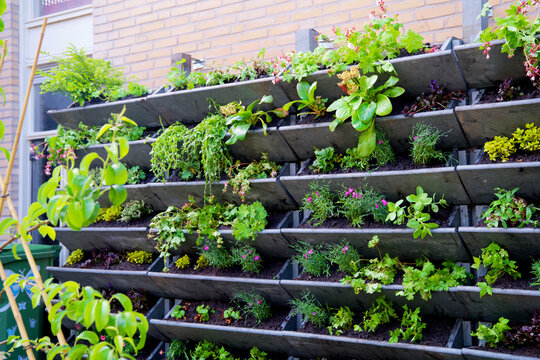Green plants in a vertical wall garden in spring. Urban greening for climate adaptation. Vertical gardening. Urban gardening in Almere.  Groene gevel. 