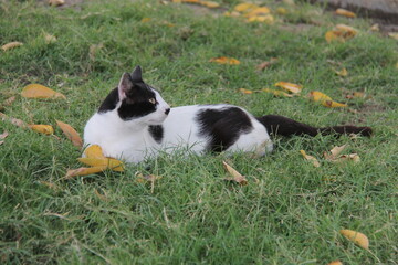 Naklejka na ściany i meble Beautiful cats lying on the green grass with their beautiful and distinctive eyes