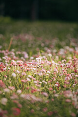 Summer field with colorful daisies and marguerites on a summer day, pink ,dark pink, white and yellow flowers in the meadow, summer background