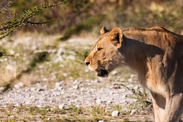 lioness walking on the savannah