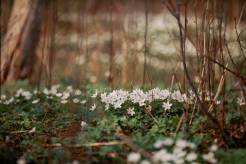 White small flowers in the forest, the field with anemone flowers, spring backgroung and springtime