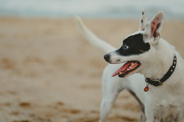Small black and white mixed breed fox terrier playing on dog friendly beach - obrazy, fototapety, plakaty