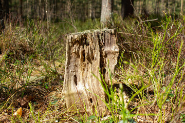 Stump in the forest in moss close-up. Green moss on a rotten dry stump.