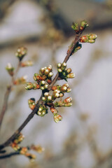 tree buds in spring close up,spring background