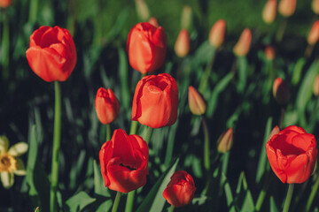 Obraz premium Group of red tulips in the park. Spring landscape.