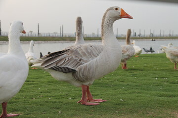 A group of beautiful and pet ducks with beautiful pictures of them on a wonderful day