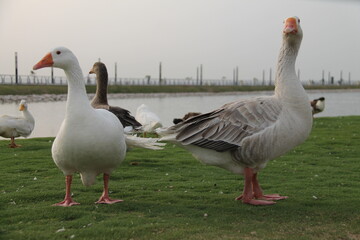 A group of beautiful and pet ducks with beautiful pictures of them on a wonderful day