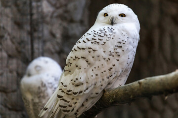 portrait of a polar white owl at the zoo