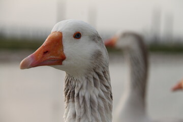 A group of beautiful and pet ducks with beautiful pictures of them on a wonderful day