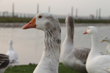 A group of beautiful and pet ducks with beautiful pictures of them on a wonderful day
