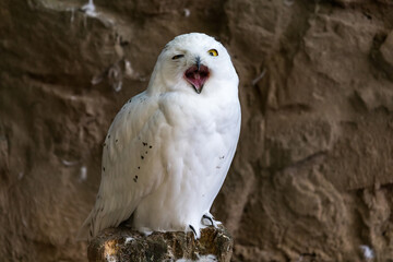 portrait of a polar white owl at the zoo