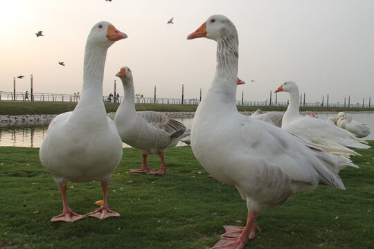 A group of beautiful and pet ducks with beautiful pictures of them on a wonderful day