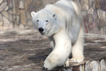 portrait of a polar bear in the zoo