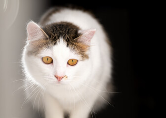 White kitten with yellow eyes on a black background with a light flare in the frame