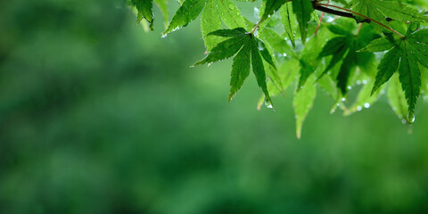 雨に濡れるモミジの青葉