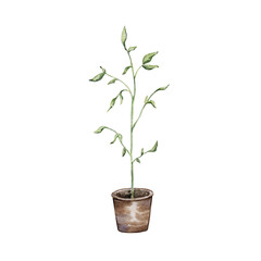 Fototapeta na wymiar watercolor green potted plant