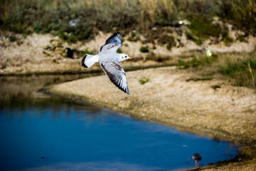 a seagull flying under the shallow salty lagoon near the Azov sea on the Arabat Spit, Ukraine