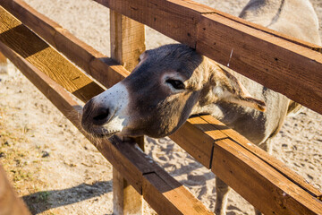 a funny donkey behind a wooden fence