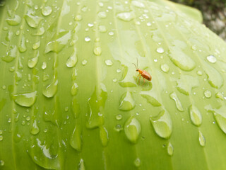 Bug and water droplets on banana leaves -photo