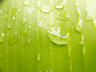 Water droplets on banana leaves -photo