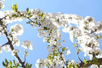 Branch of blooming white flowers of cherry plum tree in early spring. Amazing natural floral spring banner or greeting card, postcard, poster. Selective focus