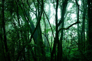 Fototapeta premium A large forest that is naturally lush with rain water falling