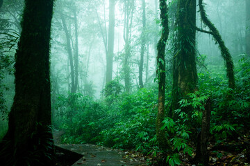 A large forest that is naturally lush with rain water falling