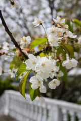 Branch of blossoming apple tree. Blur
