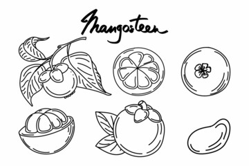 A set of mangosteen fruits and leaves, hand-drawn sketch-style doodle elements. Mangosteen in cut and branch Exotic fruit. Thailand. Vector illustration.