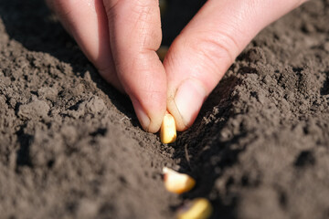 Hand puts corn kernels in the hole. Planting seeds in the ground. Sowing company or agriculture concept.