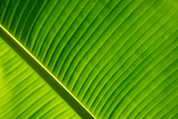 Background with fresh green leaf texture macro close-up