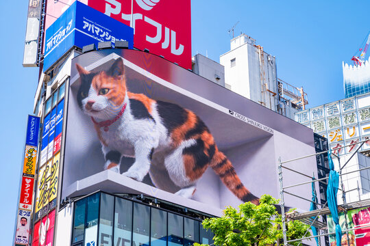 新宿駅東口・クロス新宿ビルに設置された街頭ビジョン「CROSS SHINJUKU VISION」の看板猫（2022年5月撮影）