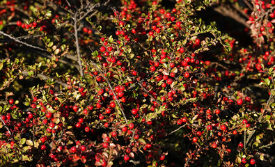 Tank pressed berry on a branch