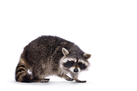 Adorable raccoon aka Procyon lotor, standing sideways. Looking towards camera. Isolated on a white background.