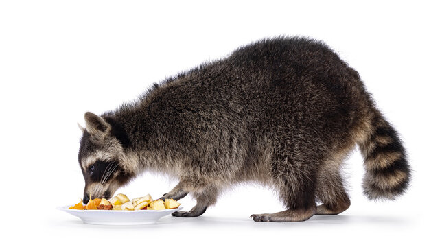 Adorable raccoon aka Procyon lotor, standing sideways. Eating fruit from a plate. Looking away from camera. Isolated on a white background.