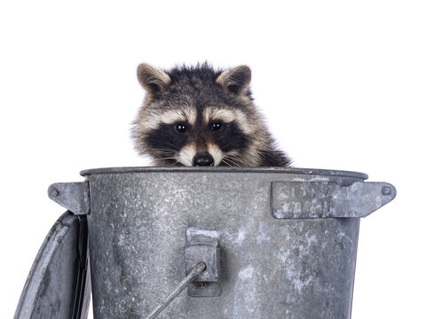 Adorable raccoon aka Procyon lotor, sitting in metal trash can. Looking over edge towards camera. Isolated on a white background.