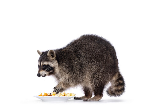 Adorable raccoon aka Procyon lotor, standing sideways. Eating fruit from a plate. Looking ahead and away from camera. Isolated on a white background.