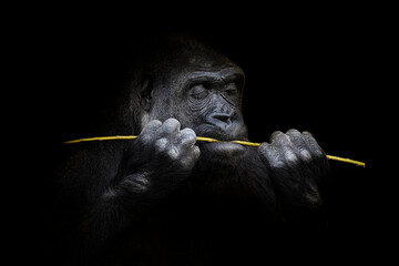 Portrait of a western lowland gorilla (GGG) close up. Silverback - adult male of a gorilla in a...