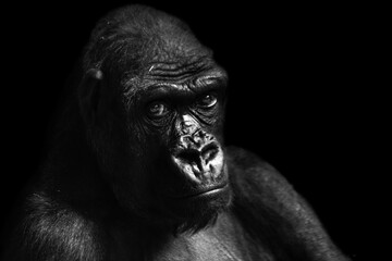 Portrait of a western lowland gorilla (GGG) close up. Silverback - adult male of a gorilla in a native habitat. Jungle of the Central African Republic. Summer, spring, zoo, cub, female.
