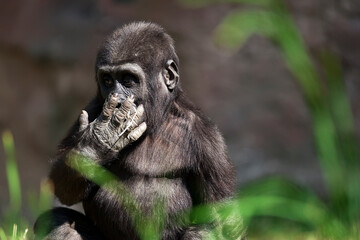 Portrait of a western lowland gorilla (GGG) close up. Silverback - adult male of a gorilla in a...