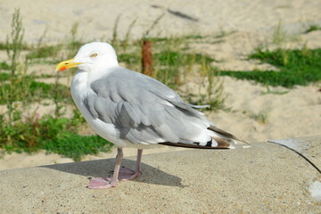 Möwe, Silbermöwe, larus argentatus