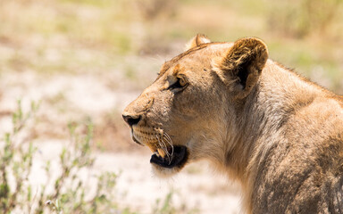 muzzle profile lioness in the savannah