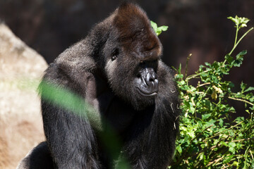 Portrait of a western lowland gorilla (GGG) close up. Silverback - adult male of a gorilla in a native habitat. Jungle of the Central African Republic. Summer, spring, zoo, cub, female.
