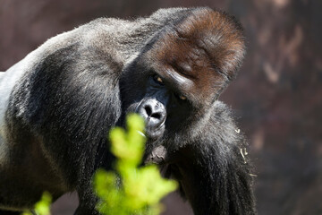 Portrait of a western lowland gorilla (GGG) close up. Silverback - adult male of a gorilla in a...