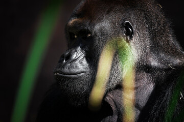Portrait of a western lowland gorilla (GGG) close up. Silverback - adult male of a gorilla in a native habitat. Jungle of the Central African Republic. Summer, spring, zoo, cub, female.
