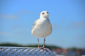 Möwe, Silbermöwe, larus argentatus