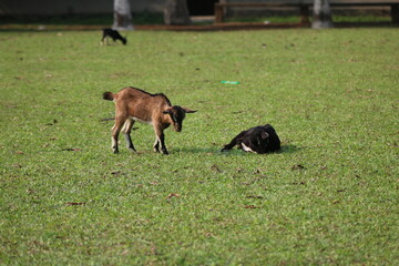 A goat is eating grass in the field and other taking rest.this is abstract scenery,  nature, landscape photo.