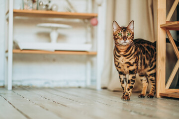 A young Bengal cat walks around the room.