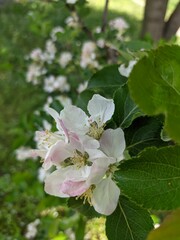 apple tree blossom