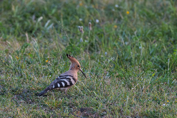 Eurasian hoopoe (Upupa epops). Bird in its natural environment.